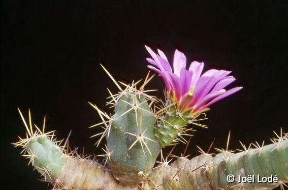 Echinocereus cinerascens ssp. tulensis ex viereckii tulensis JLcoll.1301